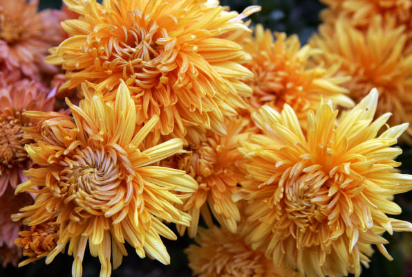 How Can I Get My Mums To Bloom Again