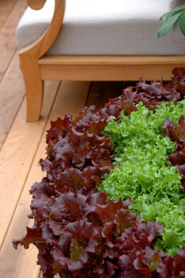 Container vegetable gardening Houston Chronicle