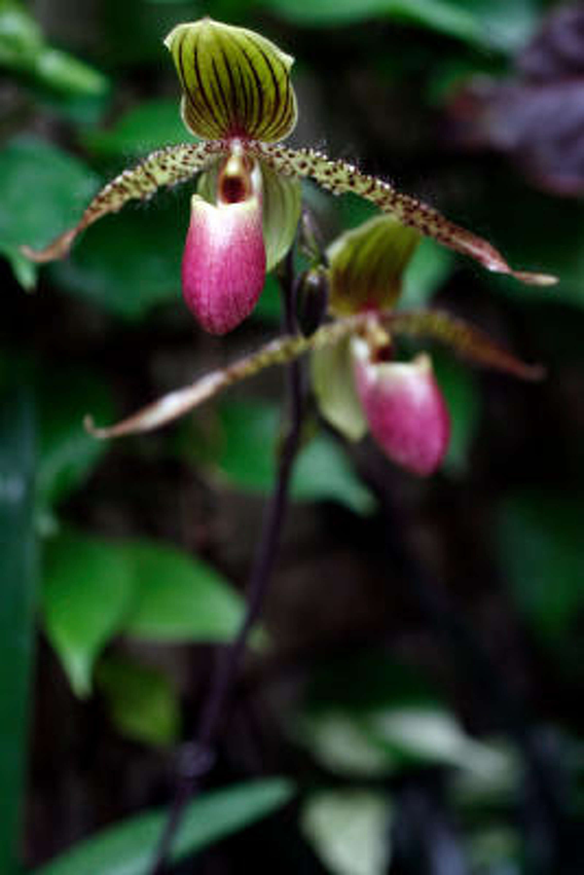 How Tatjana Lee'S Disability Fueled Her Orchid Obsession - huc3rgx