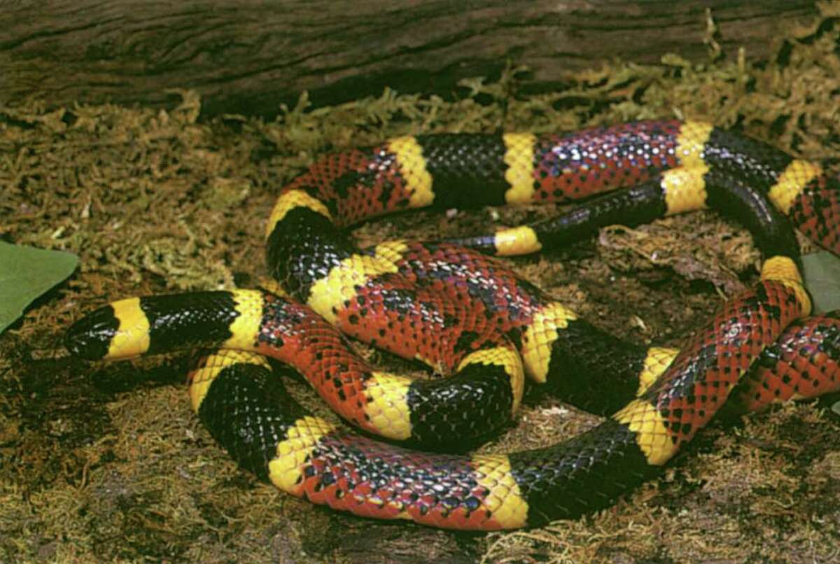 See The Endangered, Venomous And Non-venomous Snakes In Texas