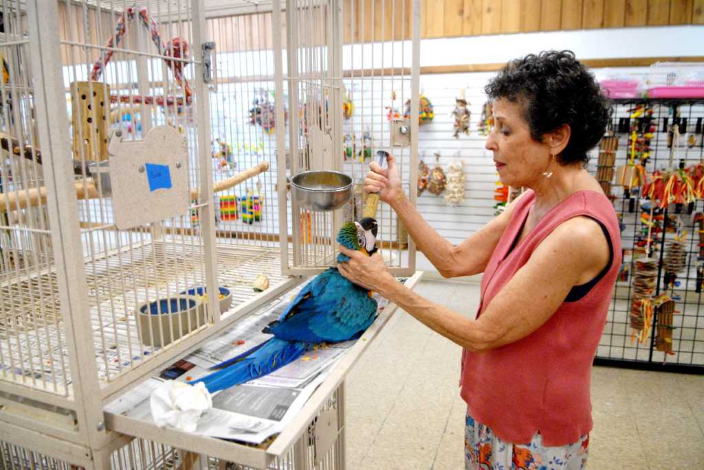macaw parrot shop