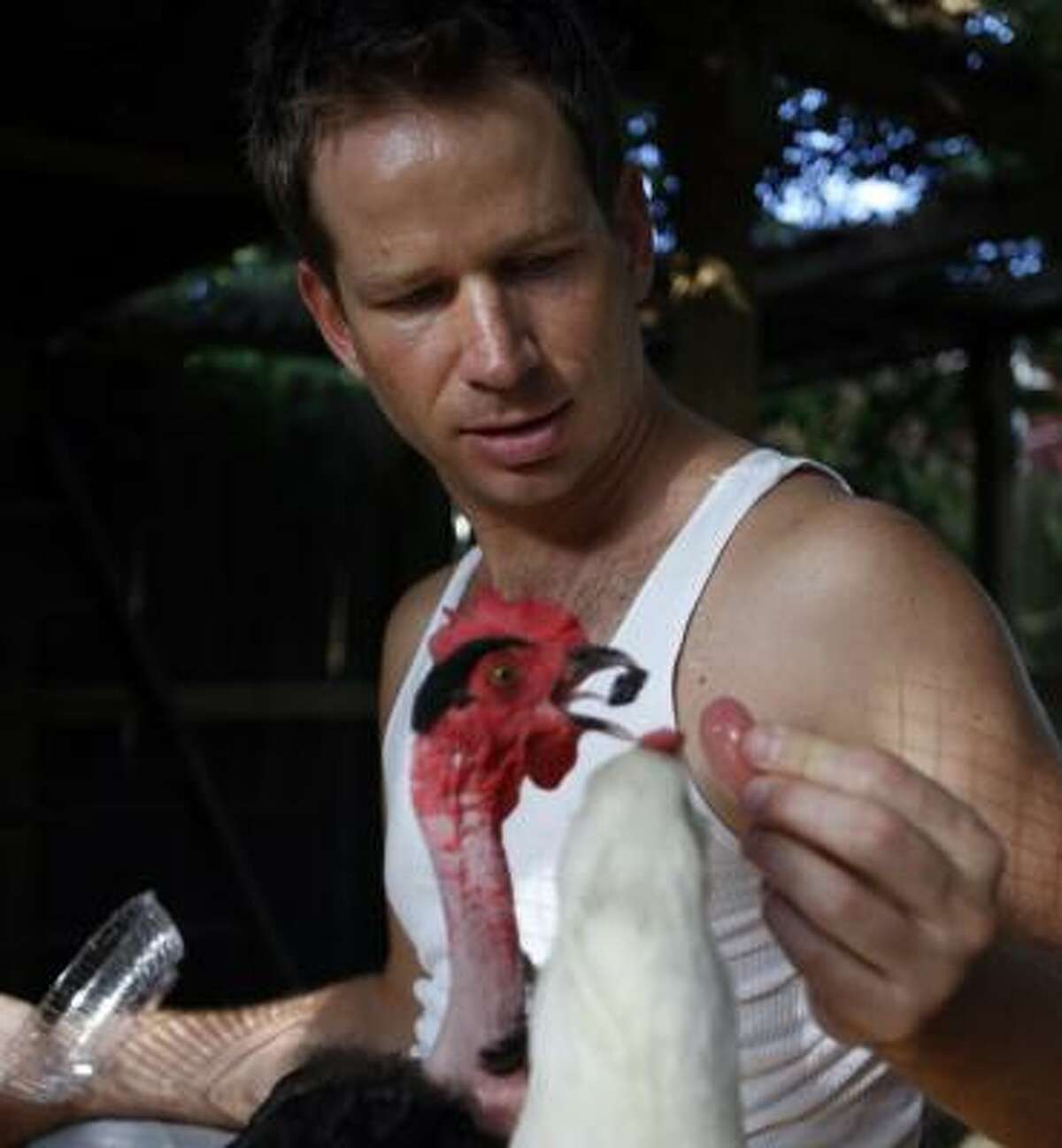 Jeff Shell feeds his birds Thursday. He's part of a growing group of urban chicken owners.