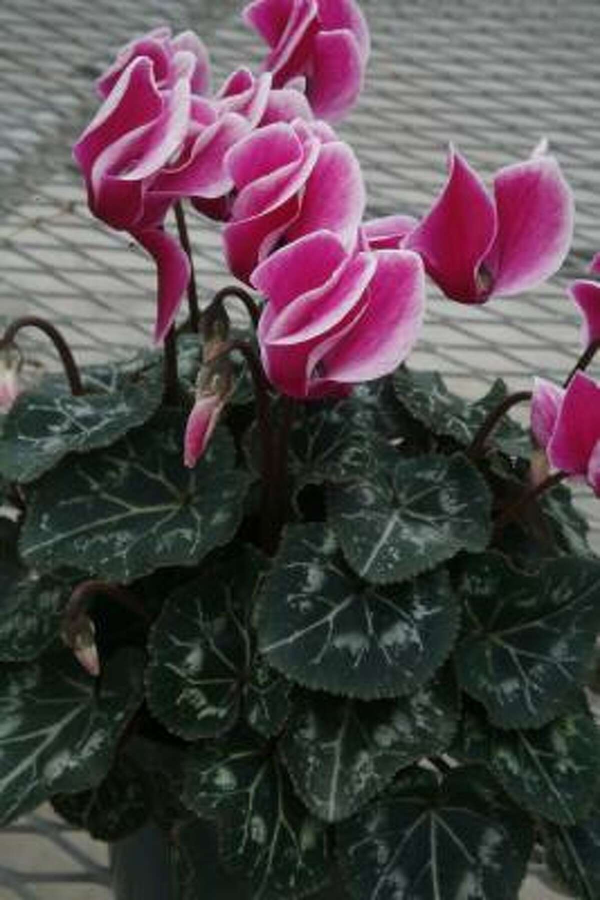 Blooms abound at Brookwood Community