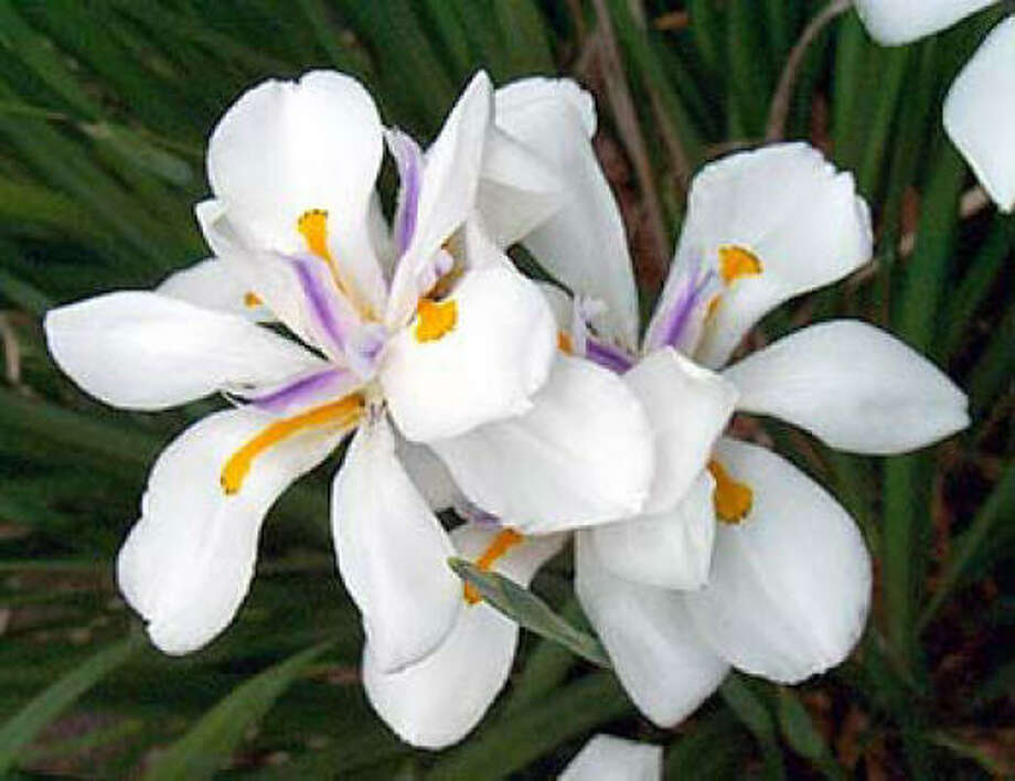 Irises Houston Chronicle