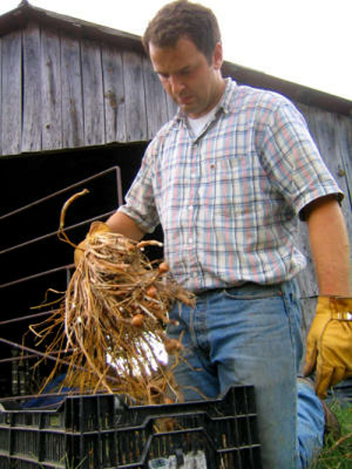 Perennial bulbs please budgetminded gardeners