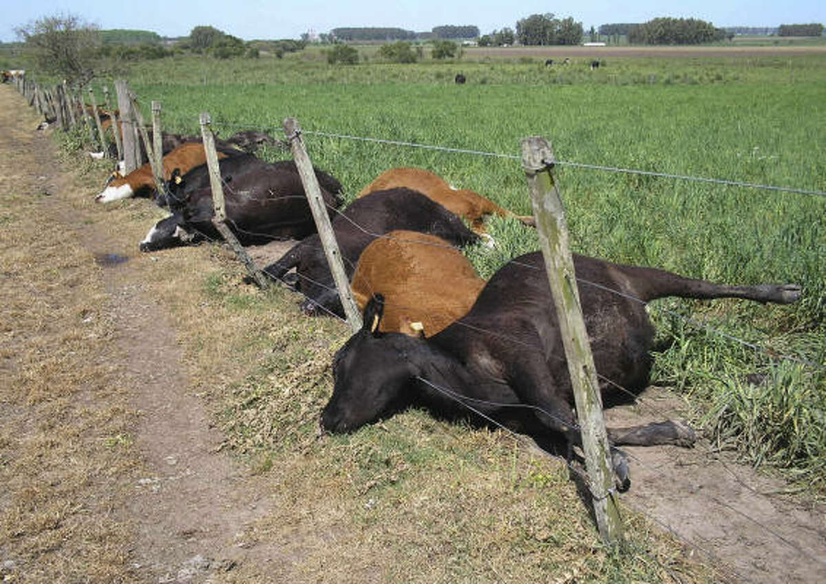 Lightning strikes only once — but kills 52 cows