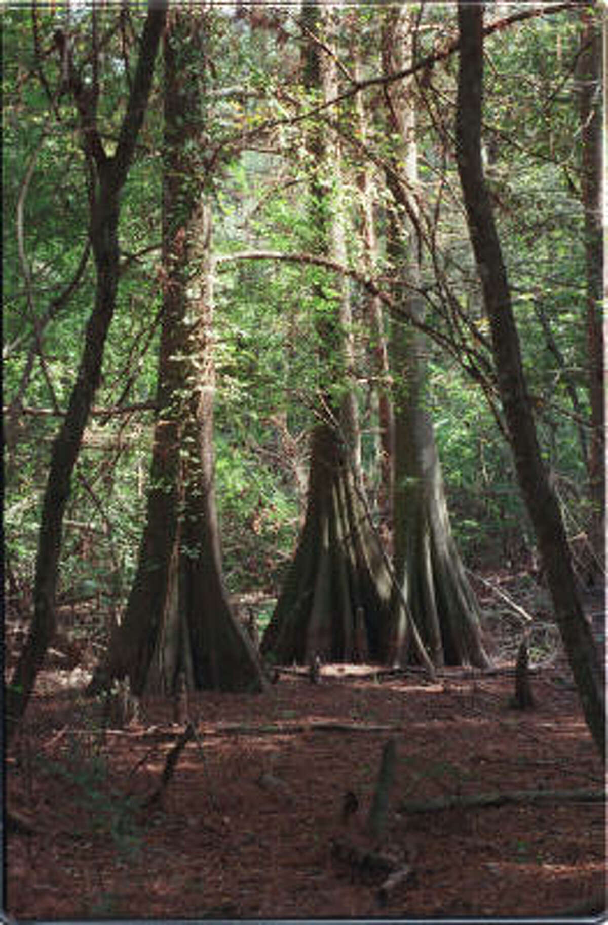 Bald cypress trees stretch toward the sky along the Post Oak Trail at the Mercer Arboretum & Botanic Gardens in Humble.