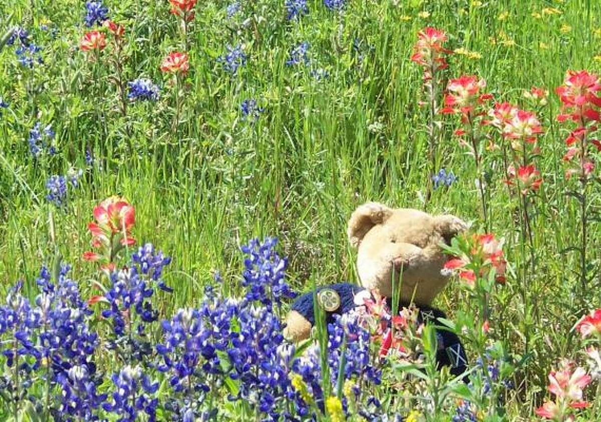 Ted Bear of Fowey Community College in Britain is on a world tour, and Texas made his itinerary.