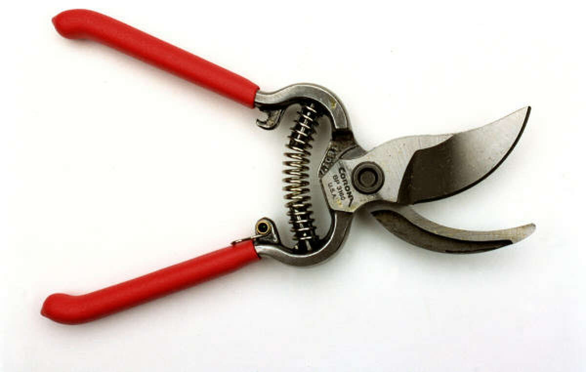 How to prune a rose bush