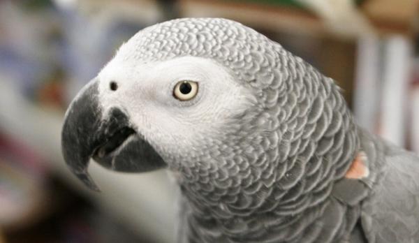 Alex the parrot remembered in book
