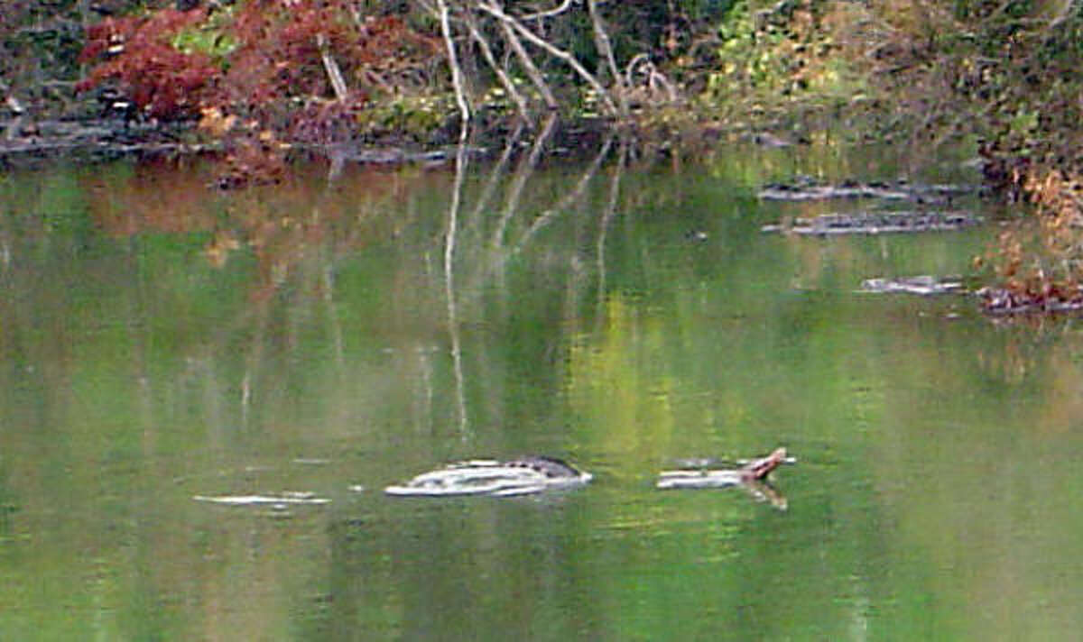 Daisetta sinkhole private pool for 7foot gator