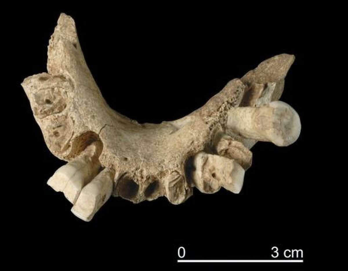 This jawbone found in Spain suggests the continent was peopled much earlier than previously believed.