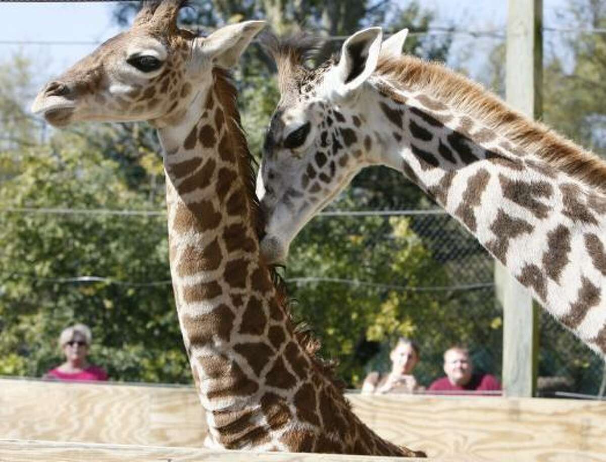 A young giraffe at the Houston Zoo gets some gentle grooming from a friend.