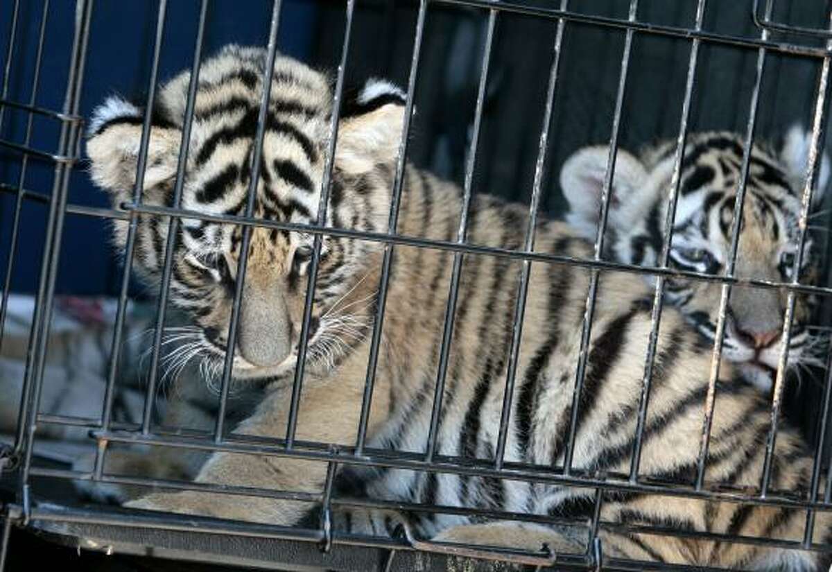 Mcallen Authorities Charge Woman In Alleged Tiger Sale