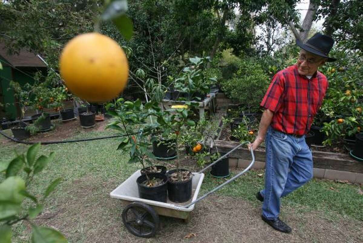 John Panzarella wheels Panzarella Orange trees to the front of his property. He grows almost 200 varieties of citrus trees in his backyard in Lake Jackson. Included are an orange and a lemon named for him.