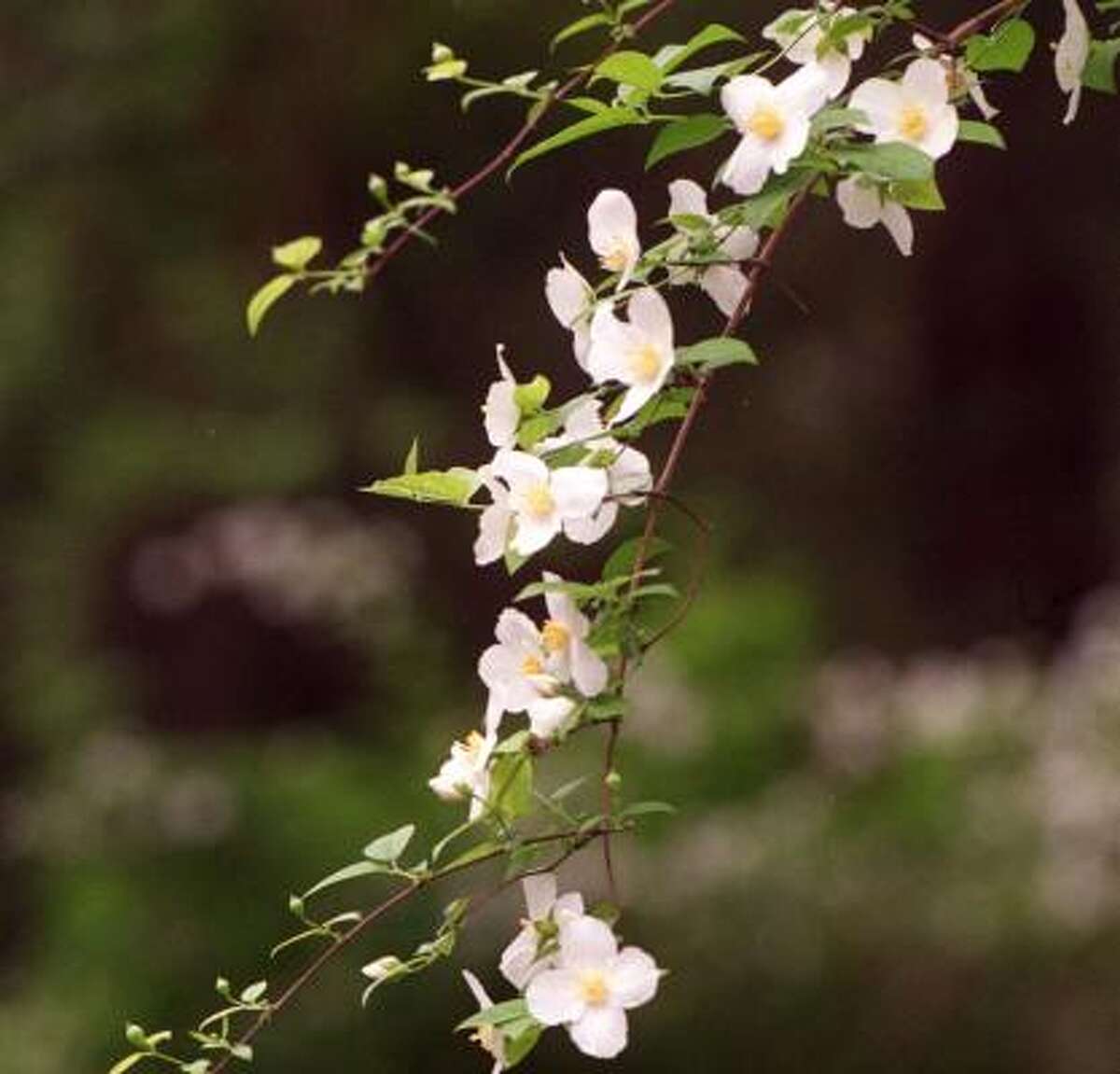 It's a whiteout with dogwoods
