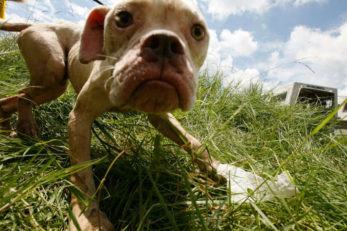An malnourished American bulldog heads to a crate provided by Houston SPCA animal-cruelty investigators Thursday.