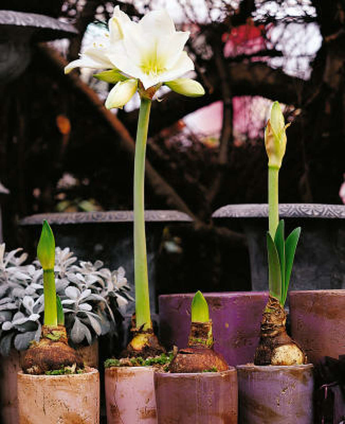 How do I plant my amaryllis bulb?