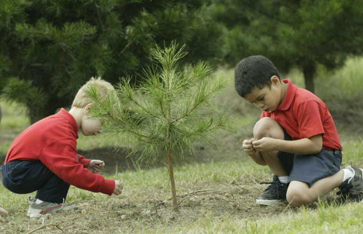 Meet the eco-friendly Christmas tree