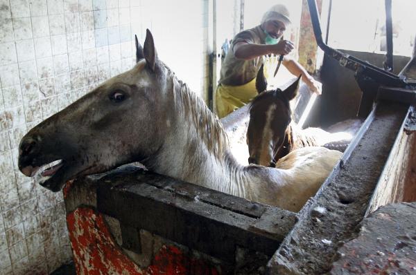 mexican horse slaughter houses