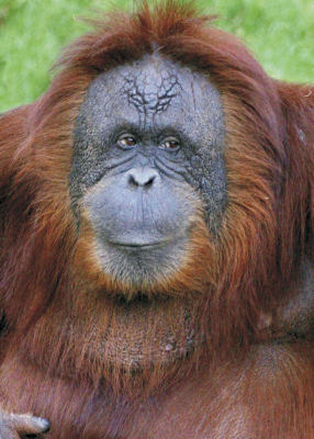 Seeking sanctuary for orangutans at the zoo