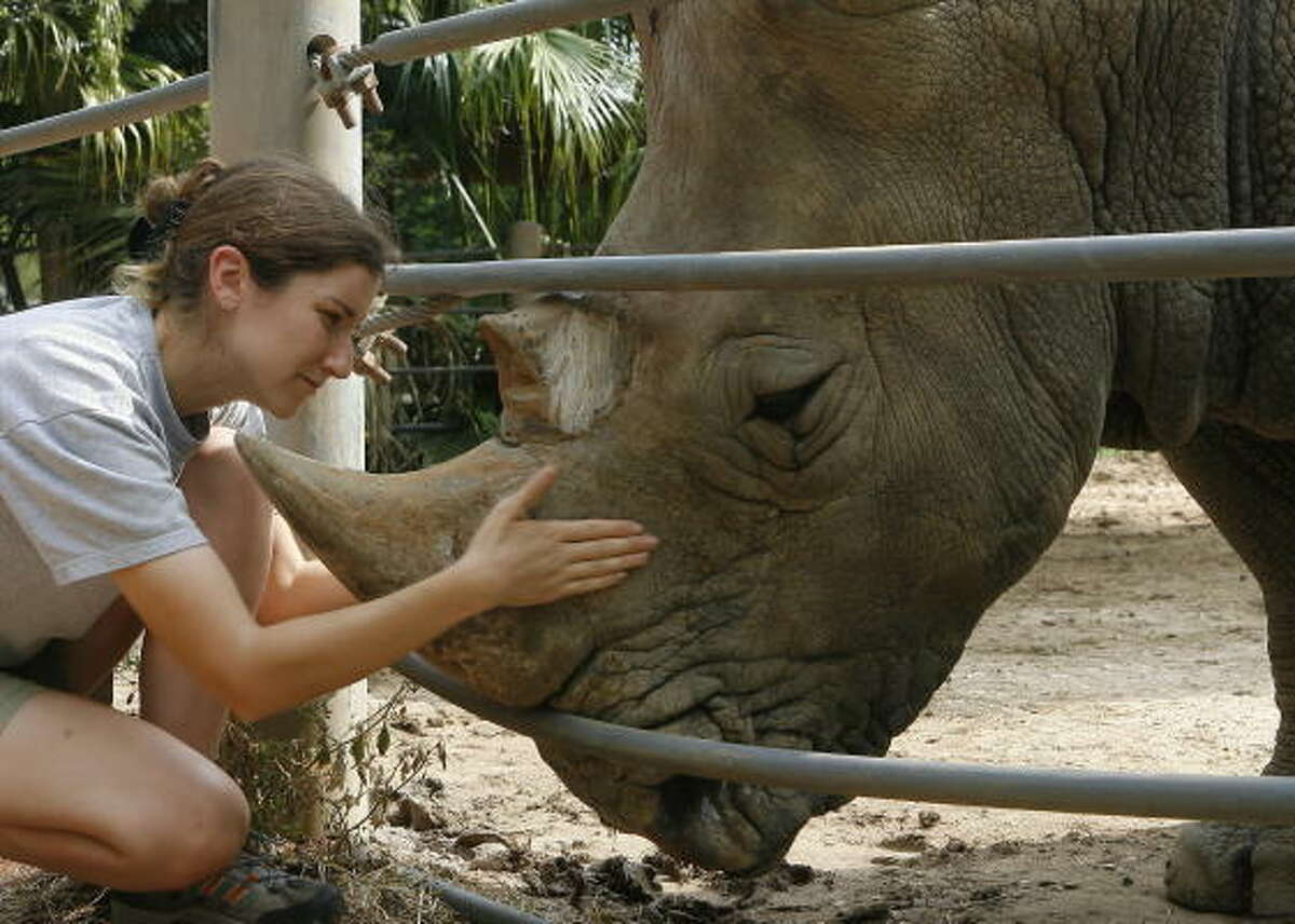 Bu, the last rhino at the Houston Zoo, succumbed to old age this week.