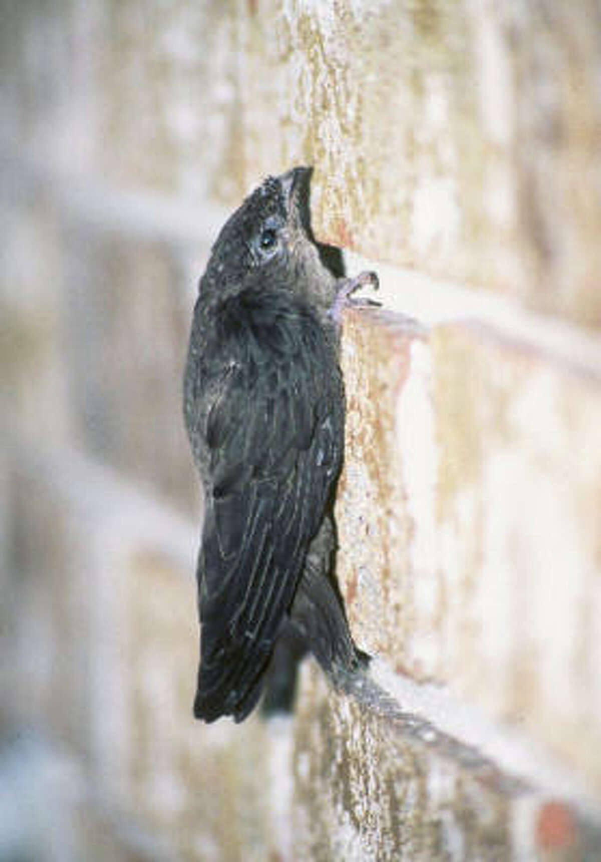 houston-s-a-layover-for-chimney-swifts