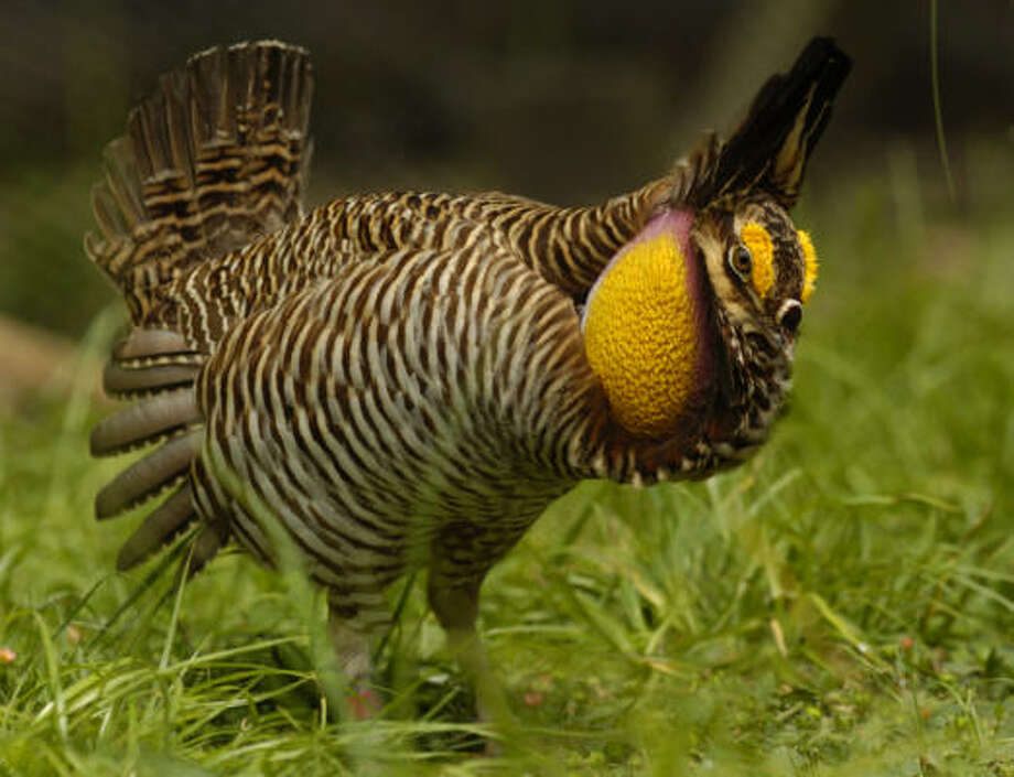 Attwater's prairie chickens 