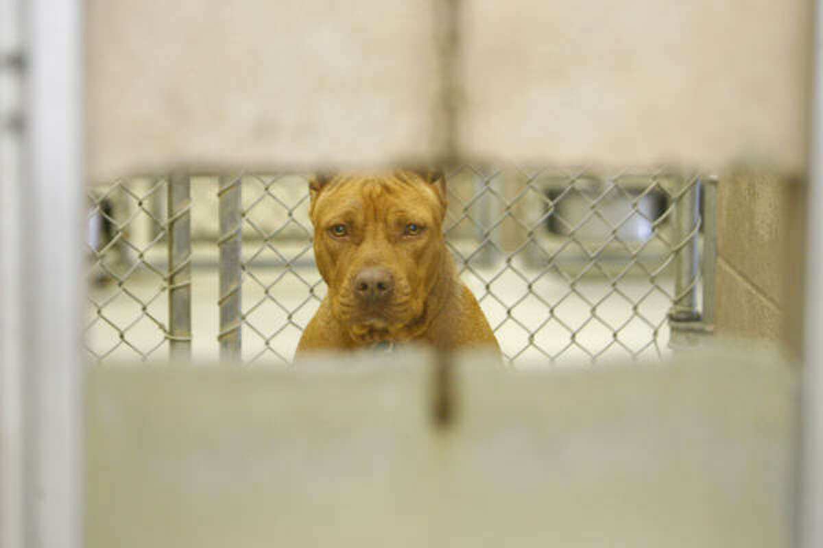 A stray pit bull-type dog waits for it's owner in a pen in the Harris County Veterinary Public Health building Wednesday. If the pit bull owners don't pick up the dogs, they will be euthanized. The county doesn't give pit bulls up for adoption.