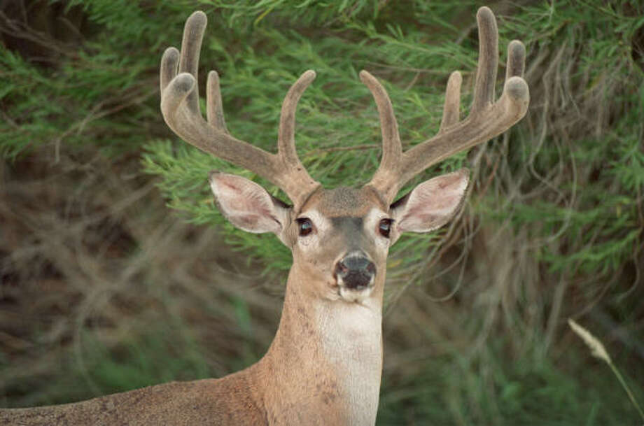 Deer Movement Chart East Texas
