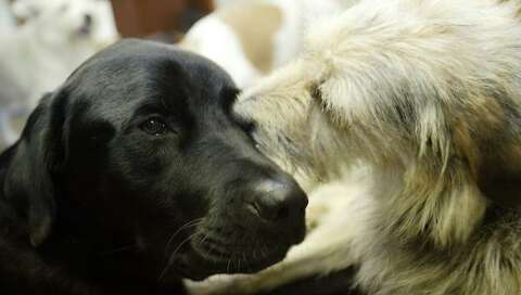 Cooper The Three Legged Dog Finds A Home Houston Chronicle