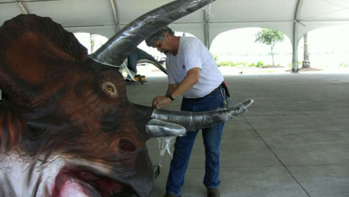 Hopper Eldridge of Moody Gardens unwraps a wounded triceratops for Dinosaurs Alive!, which opens June 9.