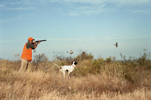 Quail-hunting opportunities are there