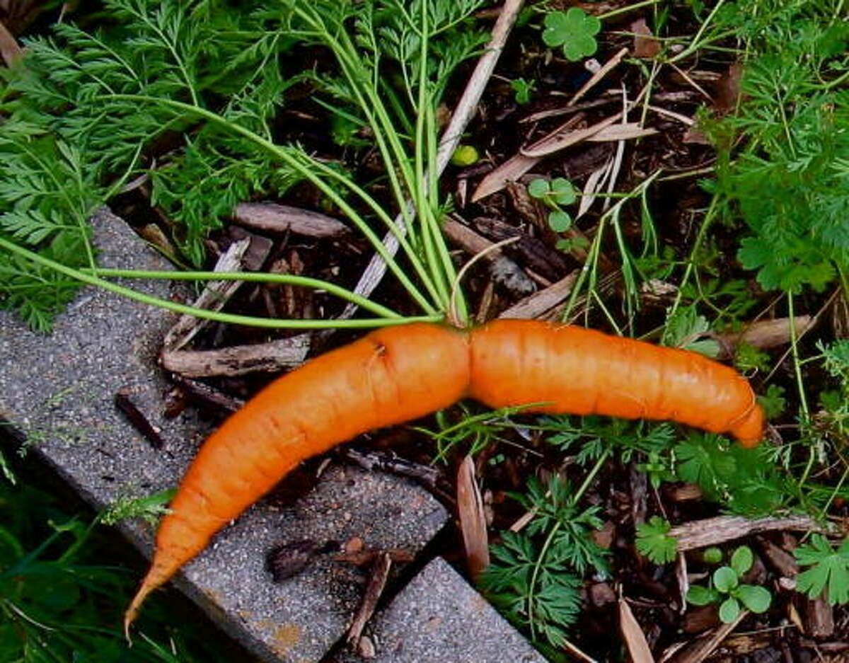 Морковь в кадке
