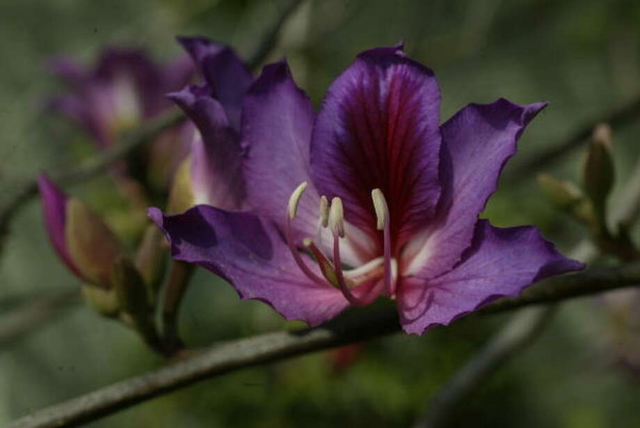 Flowering trees - Houston Chronicle