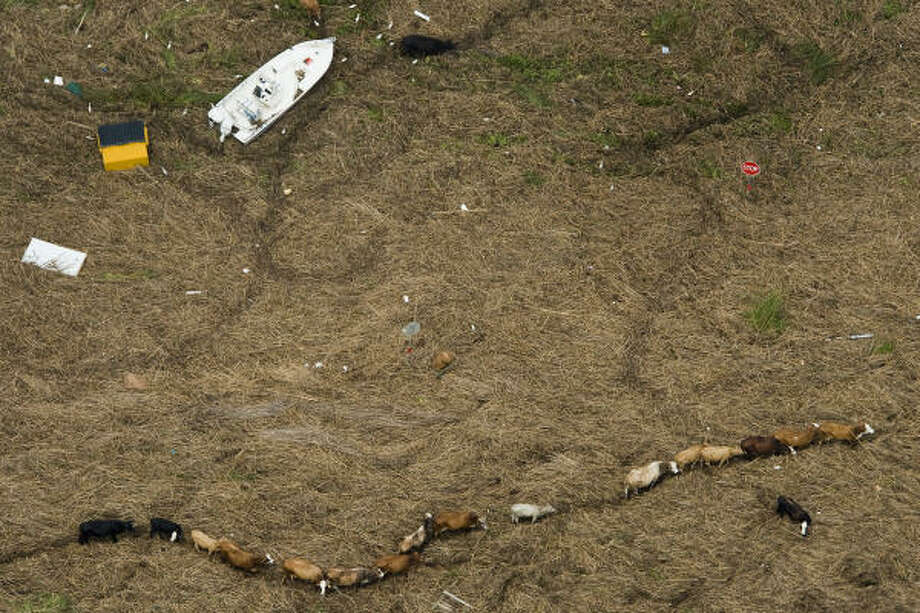 Single file | Cattle navigate the debris covering Texas 73. | Sept. 14 | Winnie Photo: Smiley N. Pool, Houston Chronicle