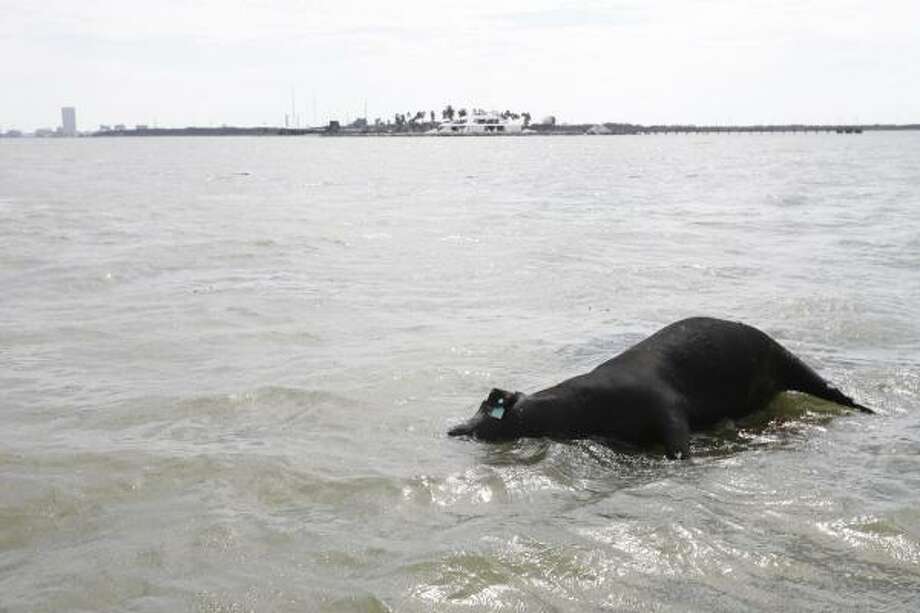 Losses | the hurricane scattered carcasses of cattle and other animals into waterways, posing health risks. | Sept. 15 | Galveston Photo: Nick De La Torre, Houston Chronicle