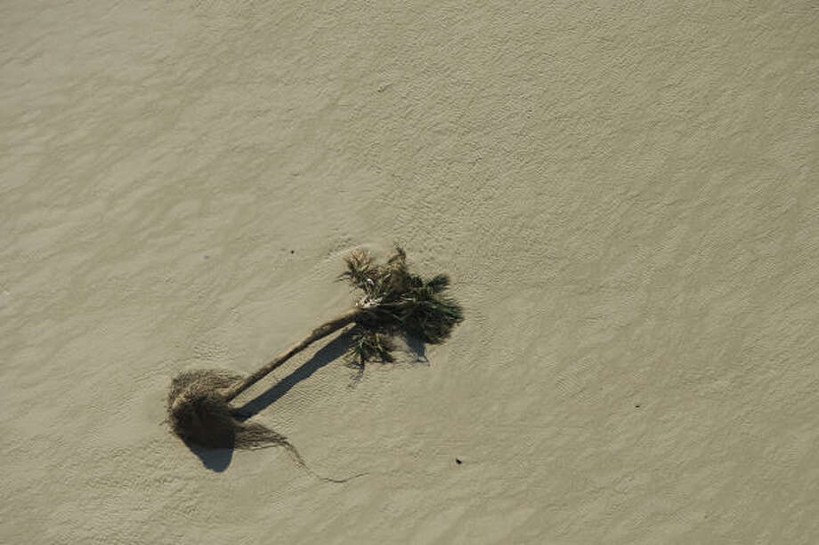 Uprooted | A single palm was transported by the hurricane, roots and all, to its final resting place on the beach. | Sept. 15 | Crystal Beach Photo: Smiley N. Pool, Houston Chronicle