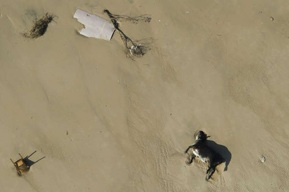 Somber beach| A livestock carcass lies amidst debris left by the hurricane. | Sept. 15 | Crystal Beach Photo: Smiley N. Pool, Houston Chronicle