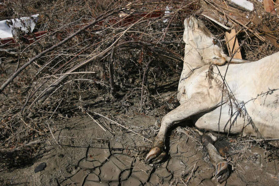 Death | Weeks after the hurricane, search crews encounter dead cattle and other animals while hiking through piles of debris and vegetation in search of human remains. | Oct. 3 | Goat Island Photo: Mayra Beltran, Houston Chronicle