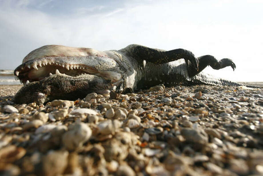 Lifeless | A dead alligator lies on the beach more than a week after the hurricane. | Sept. 23 | Bolivar Peninsula Photo: Sharon Steinmann, Houston Chronicle