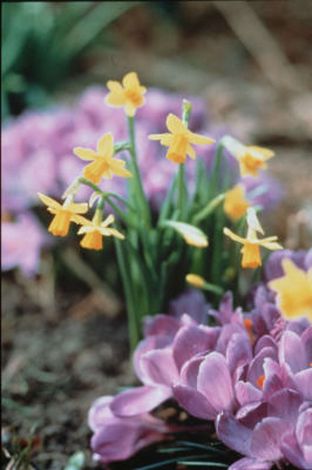 Delicate yellow daffodlis can make a lovely garden counterpoint to purple crocuses.