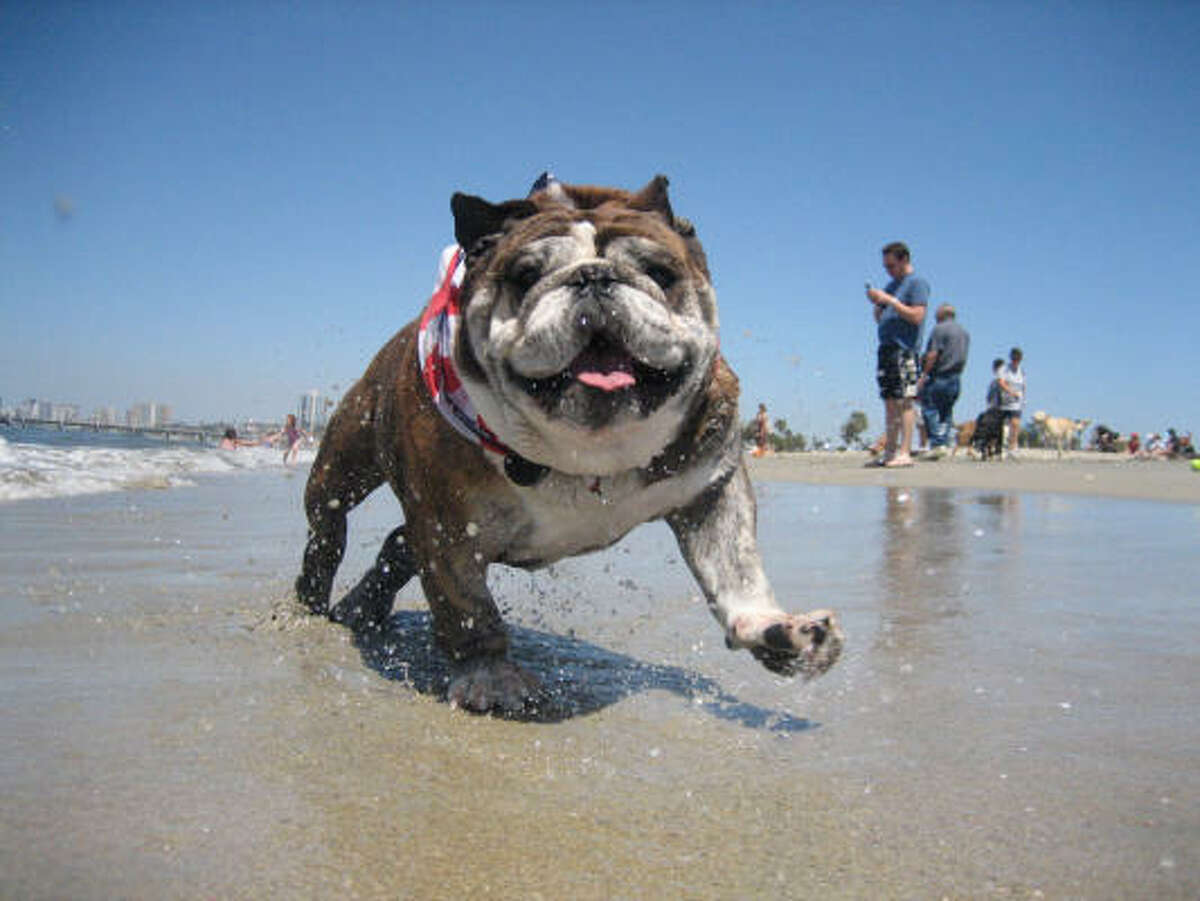 where can you take dogs to the beach