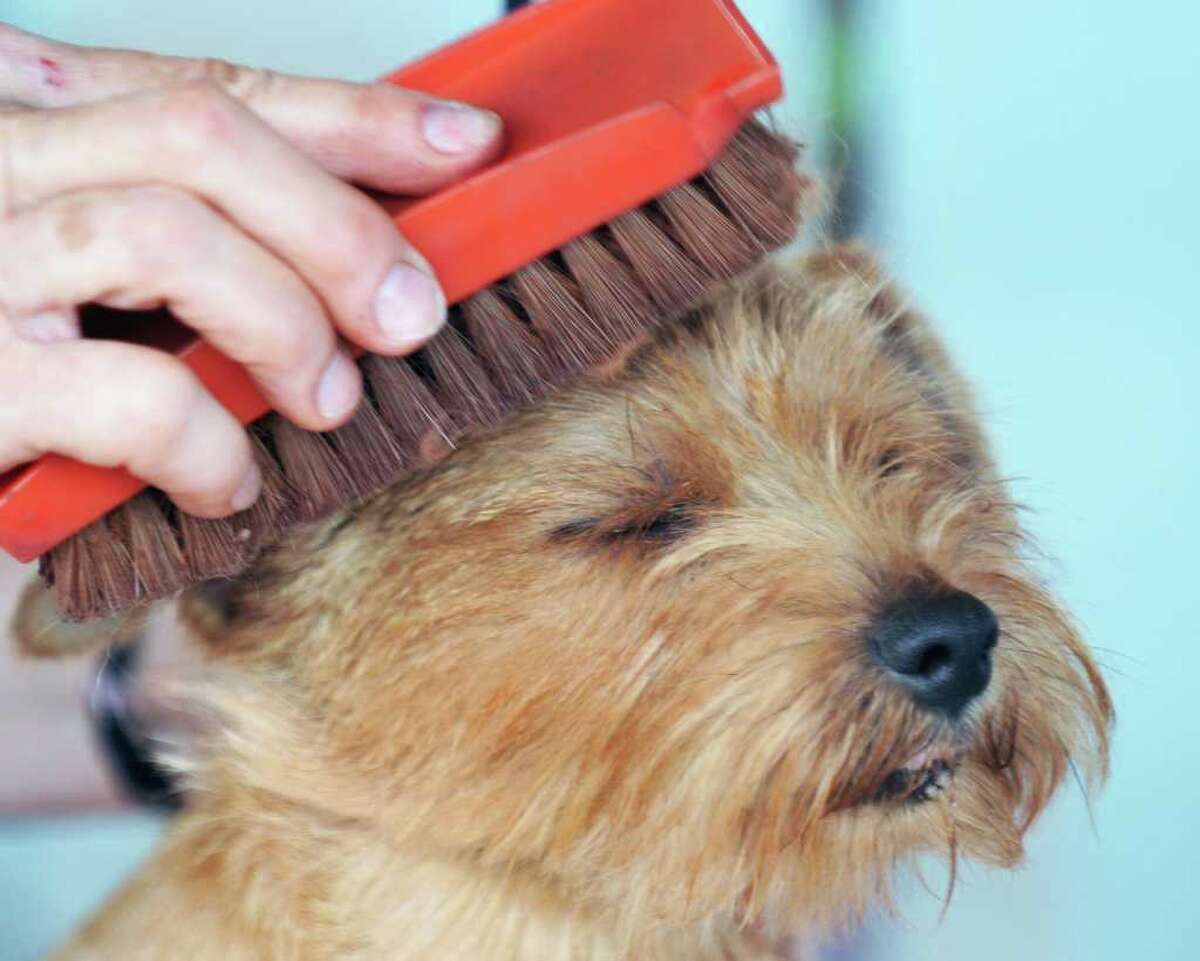 Photos Adirondack dog show