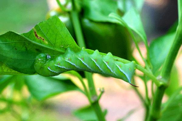 CATERPILLARS IN THE GARDEN