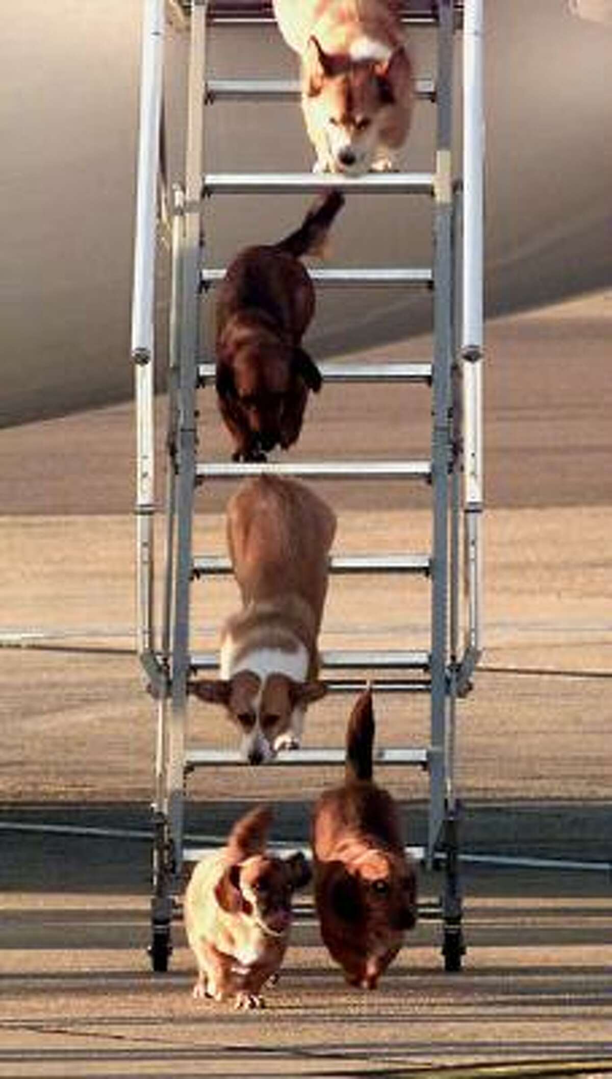 The Queen's dogs leave an aircraft following a flight from Aberdeen, Scotland, to Heathrow Airport, London. Queen Elizabeth is a keen dog lover, particularly of Corgis, and travels with them whenever she can.
