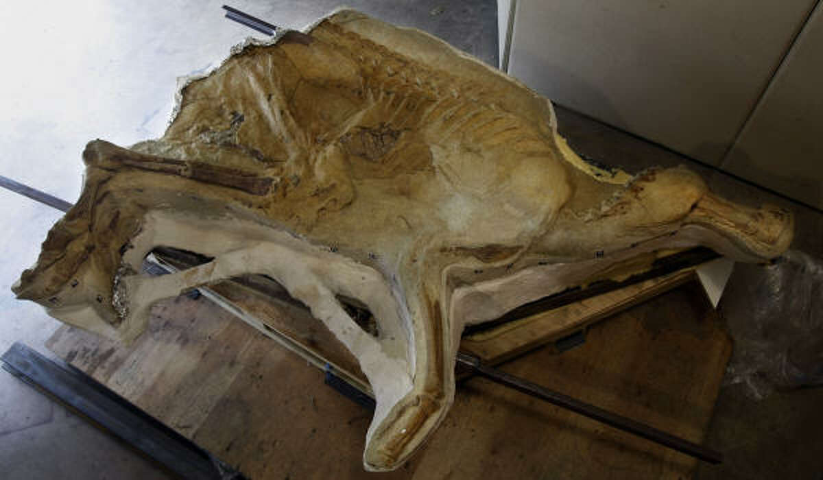 Meet Leonardo, the dinosaur mummy
