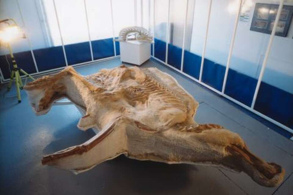 Meet Leonardo, the dinosaur mummy