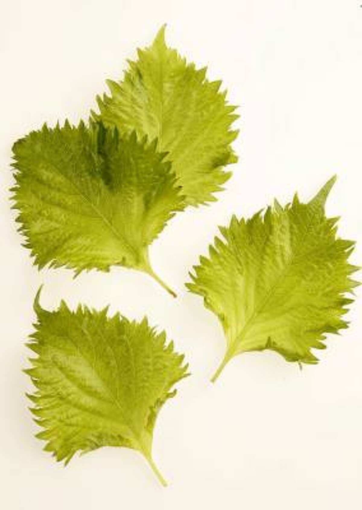 SPICY GREEN: Shiso, a member of the mint family, tastes of cumin and cinnamon.