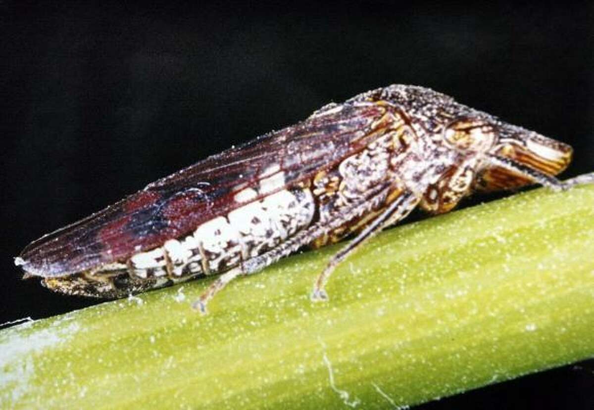 The glassy-winged sharpshooter has been spreading Pierce's Disease throughout the Hill Country.